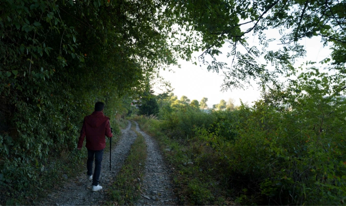 Lush Forest Walks