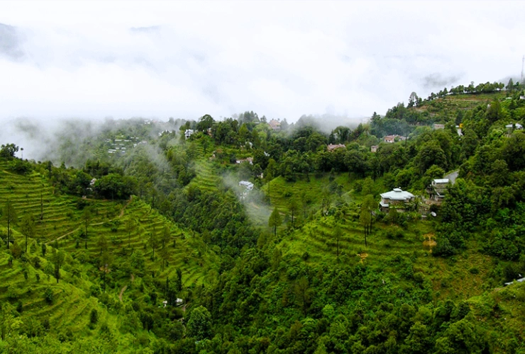 Bhowali Fruit Market